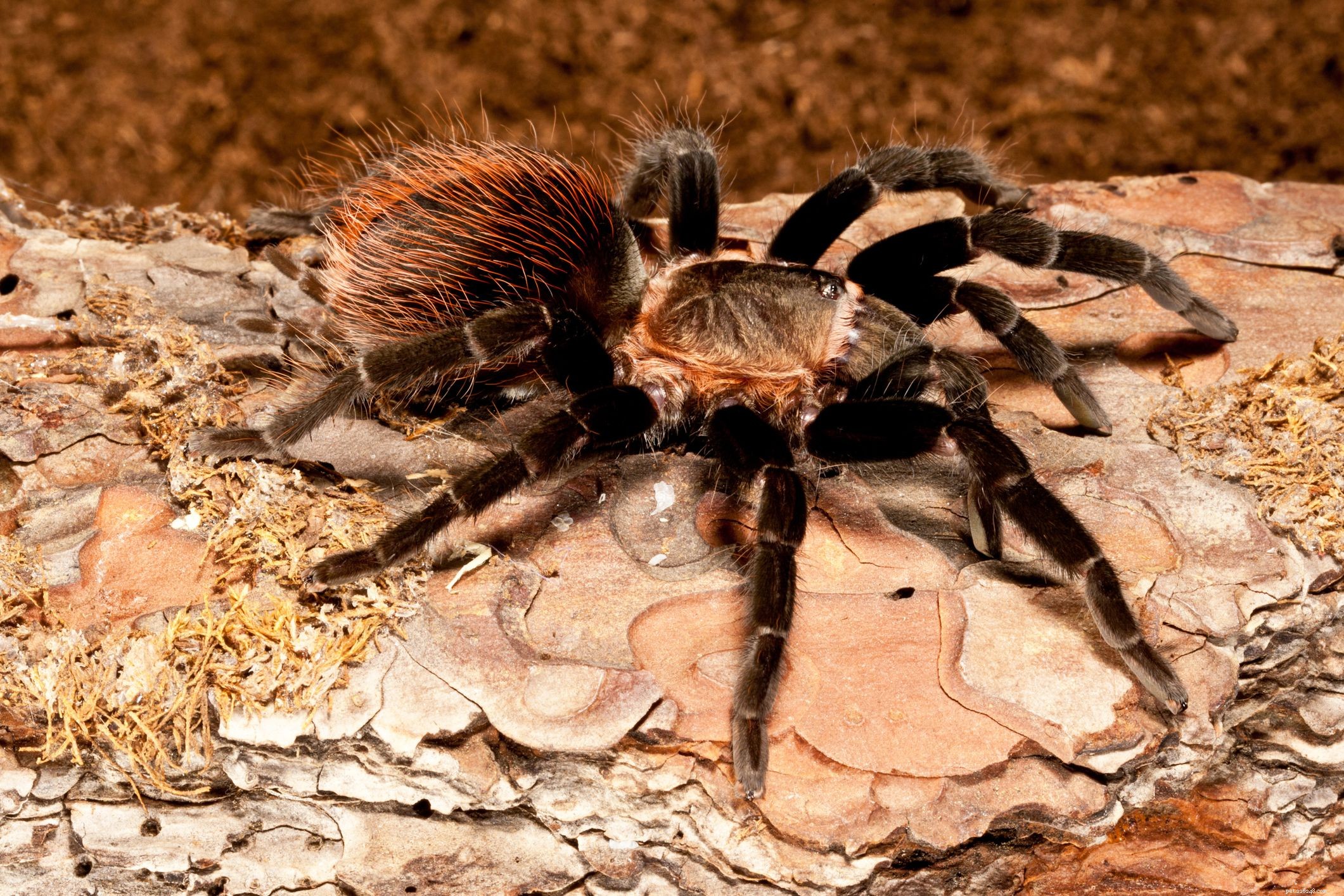 The Top 10 Tarantula Species Ideal for Beginner Pet Keepers