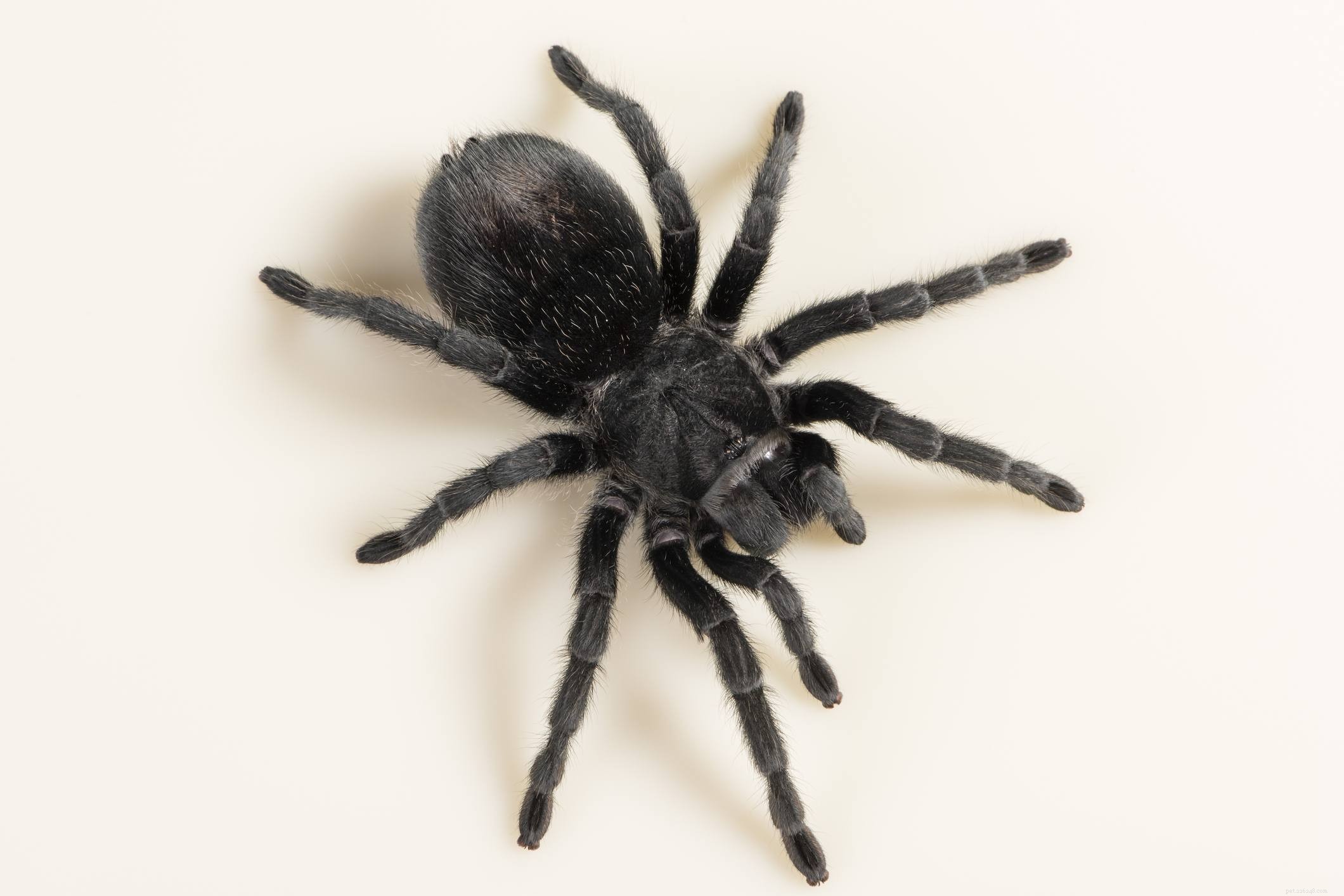 The Top 10 Tarantula Species Ideal for Beginner Pet Keepers
