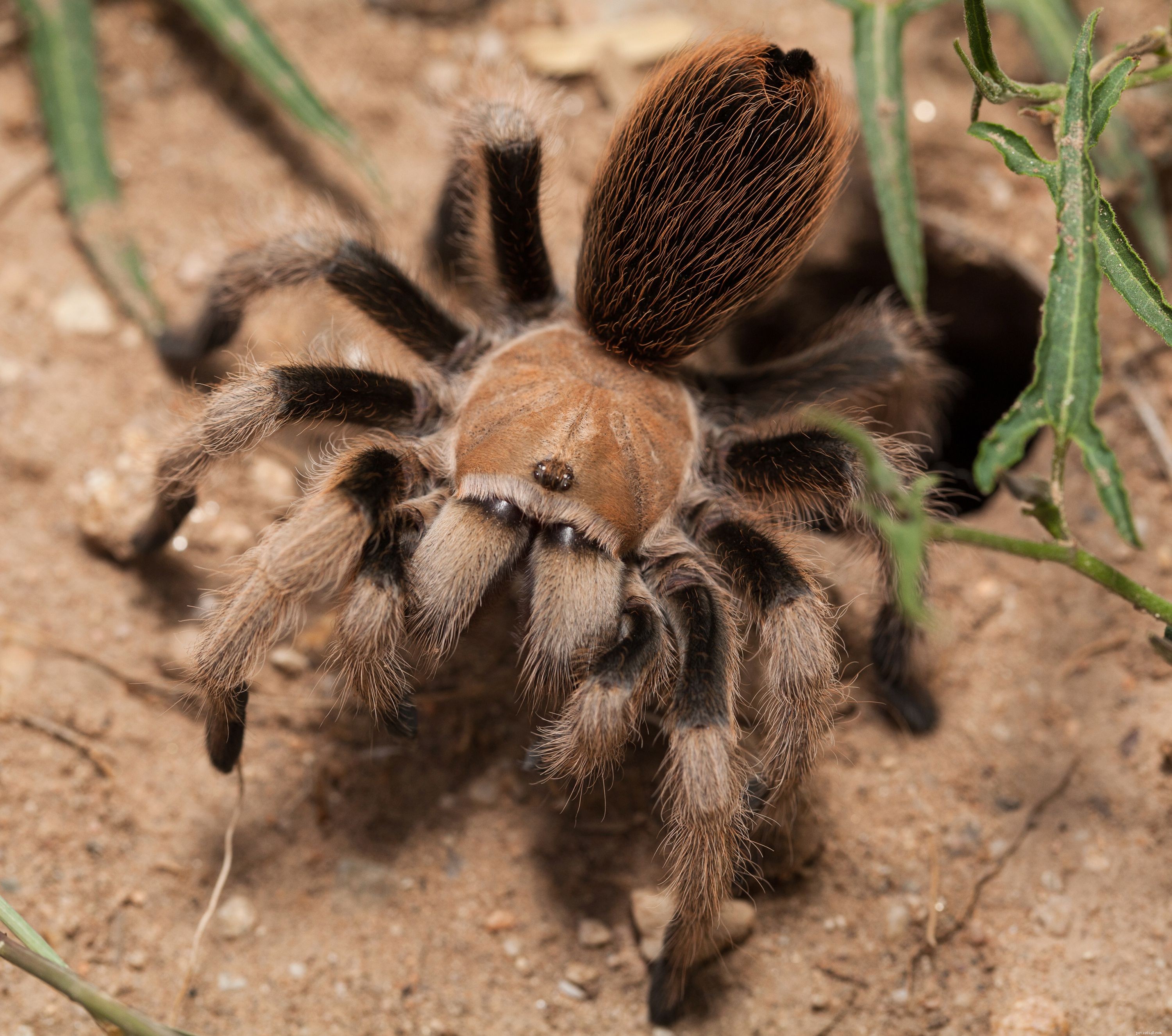 The Top 10 Tarantula Species Ideal for Beginner Pet Keepers