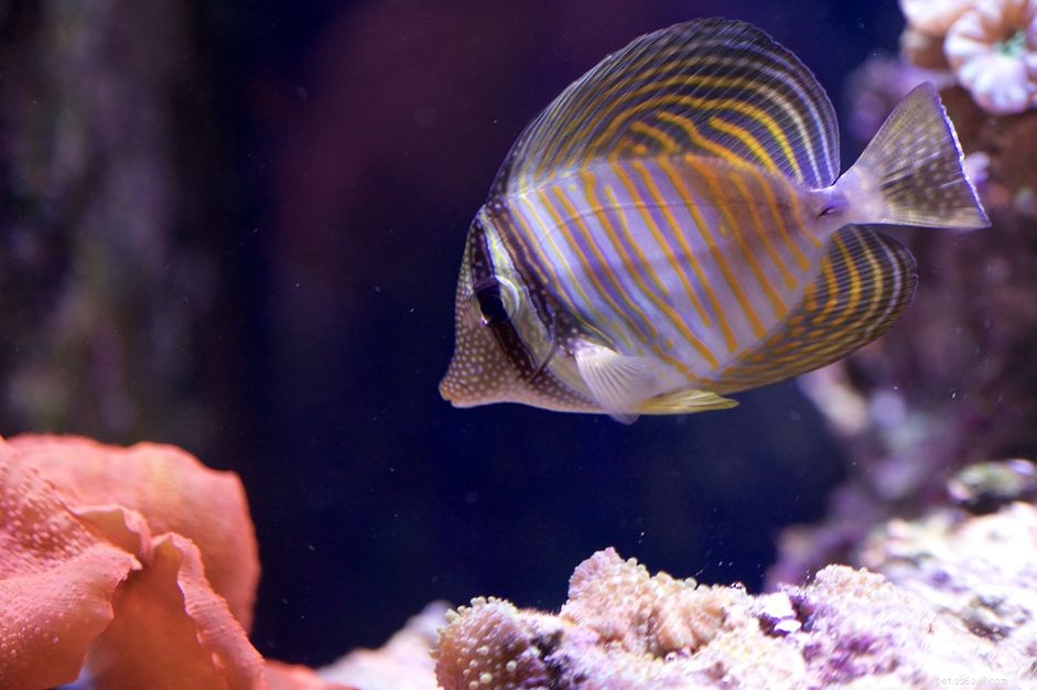 UV Sterilization for Saltwater Marine Aquariums: Clean, Safe, and Efficient