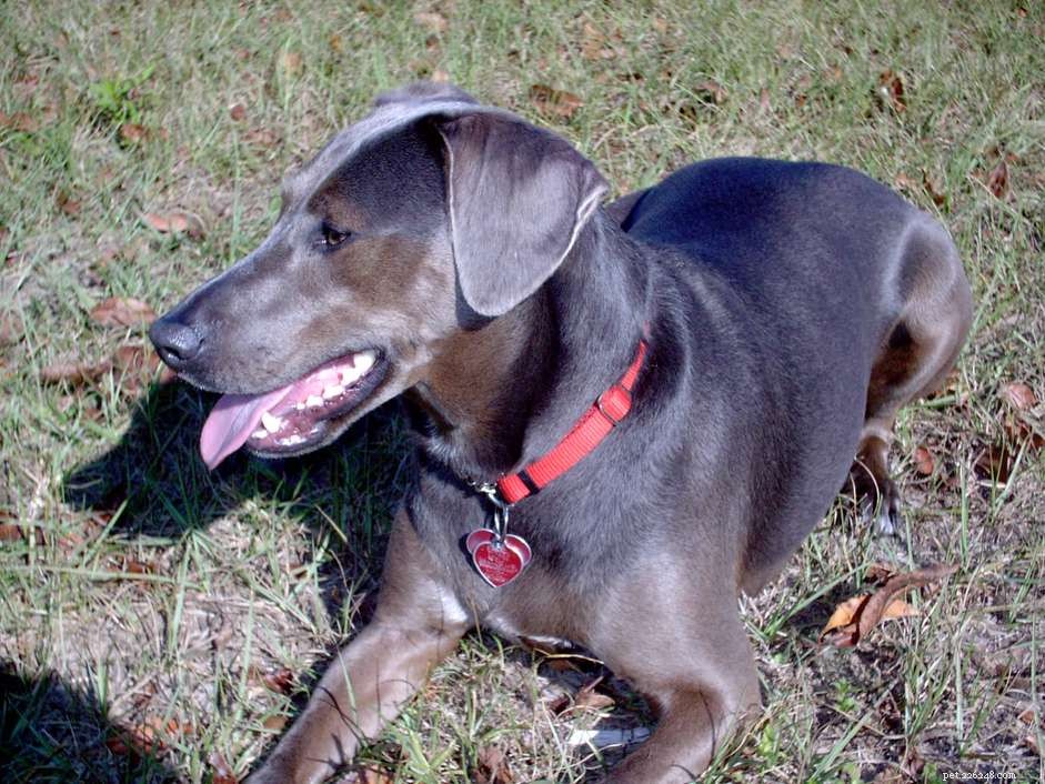 Blue Lacy Dog Breed: Traits, Care, and Training Guide
