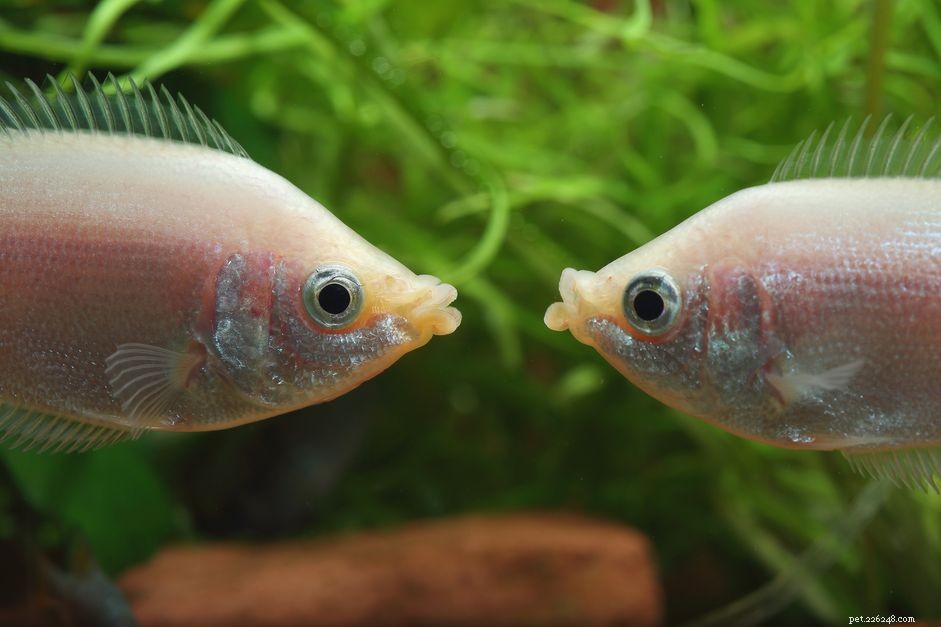 Explore Popular Fish Names Starting With  K  – A Guide to Aquarium Choices