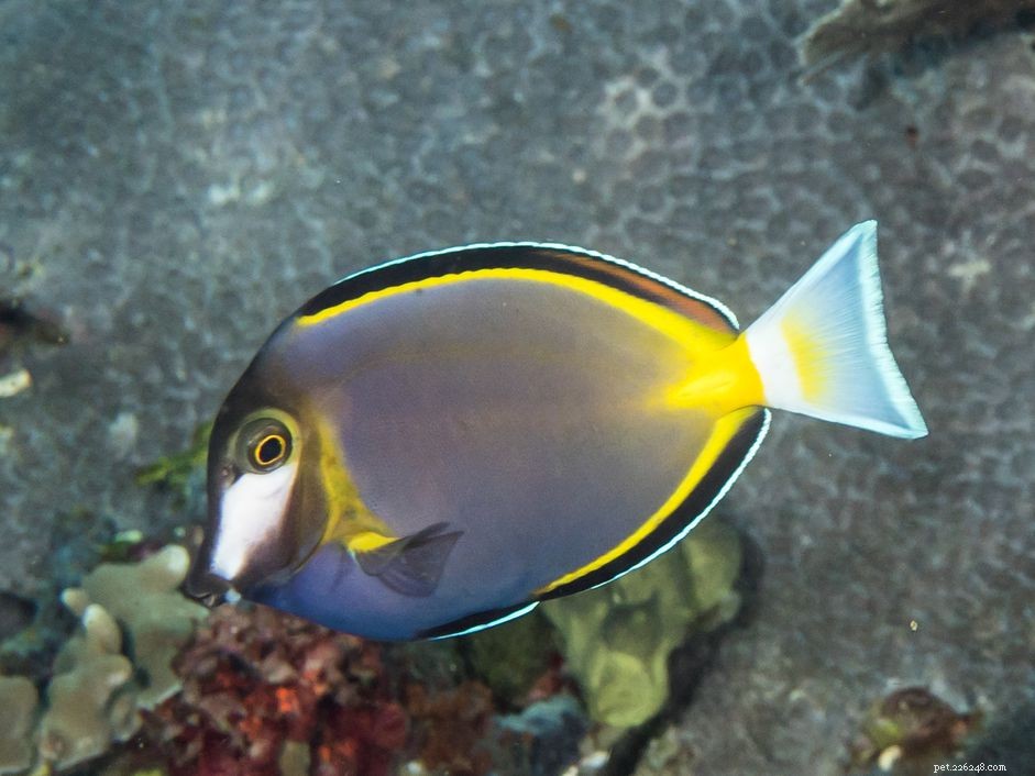 Powder Brown Tang (Acanthurus nigricans): Care & Aquarium Tips