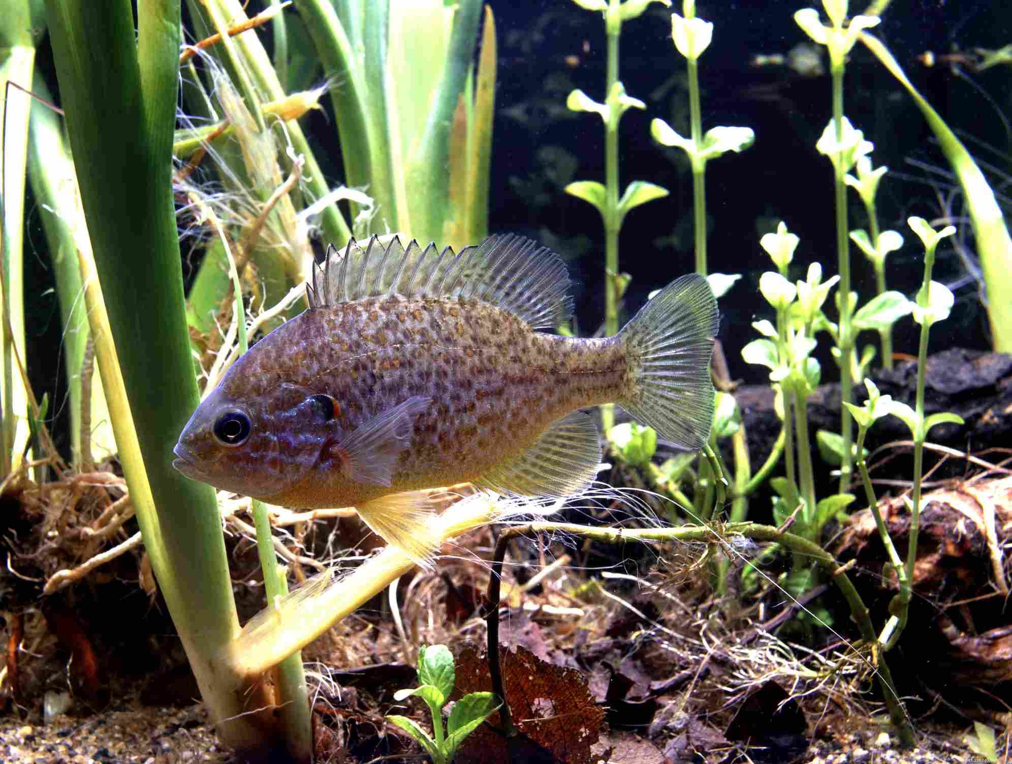 Explore Popular Fish Names Starting With  K  – A Guide to Aquarium Choices