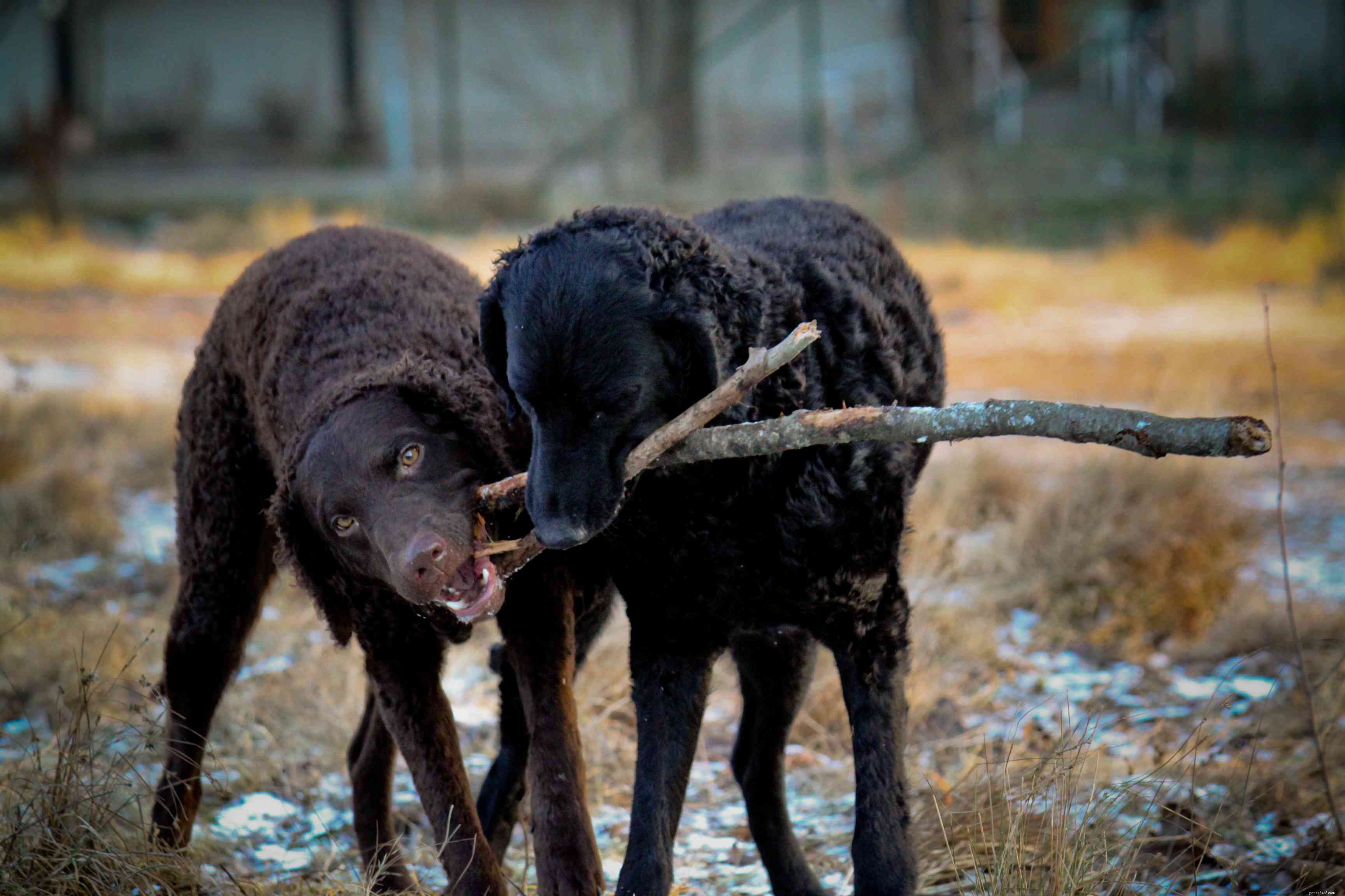 Curly-Coated Retriever: Comprehensive Guide to Breed Traits and Care