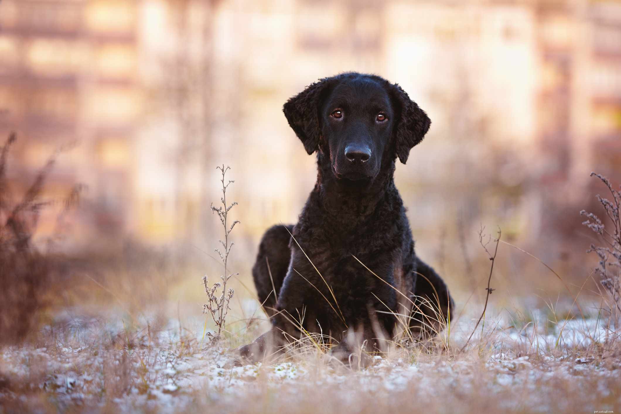 Curly-Coated Retriever: Comprehensive Guide to Breed Traits and Care