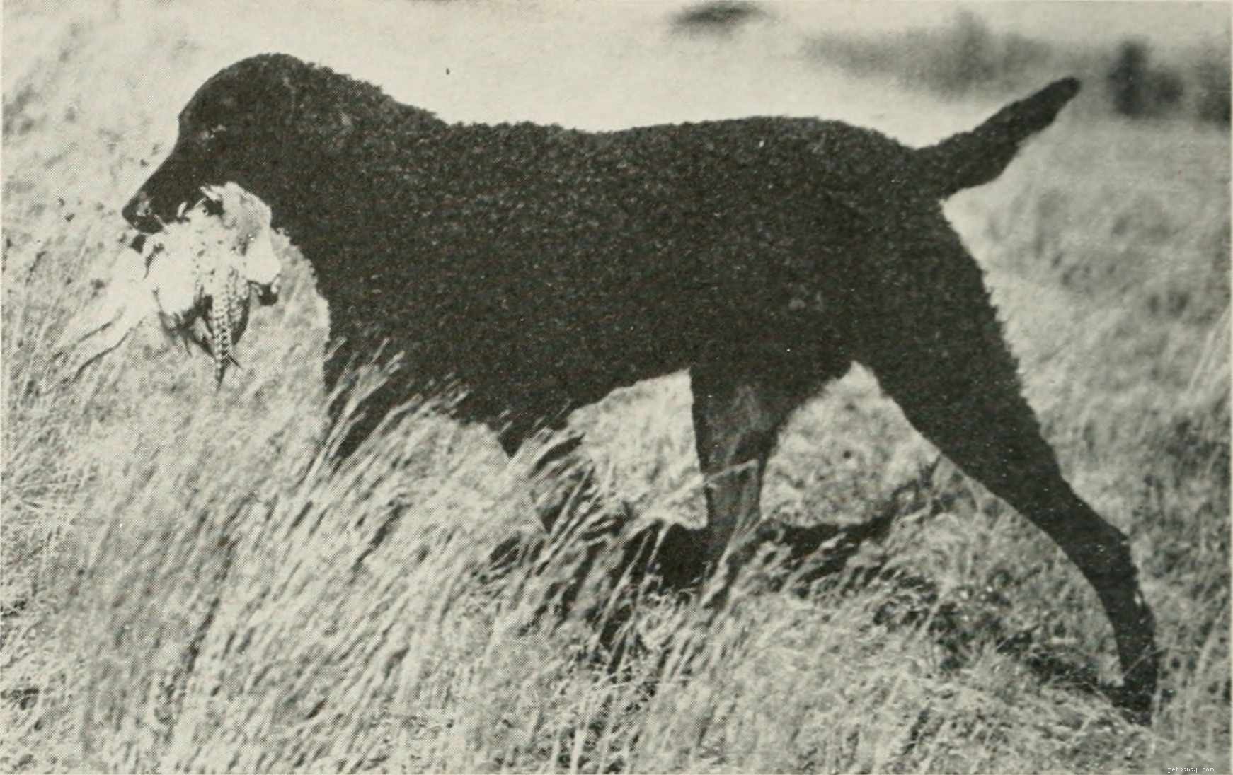 Curly-Coated Retriever: Comprehensive Guide to Breed Traits and Care