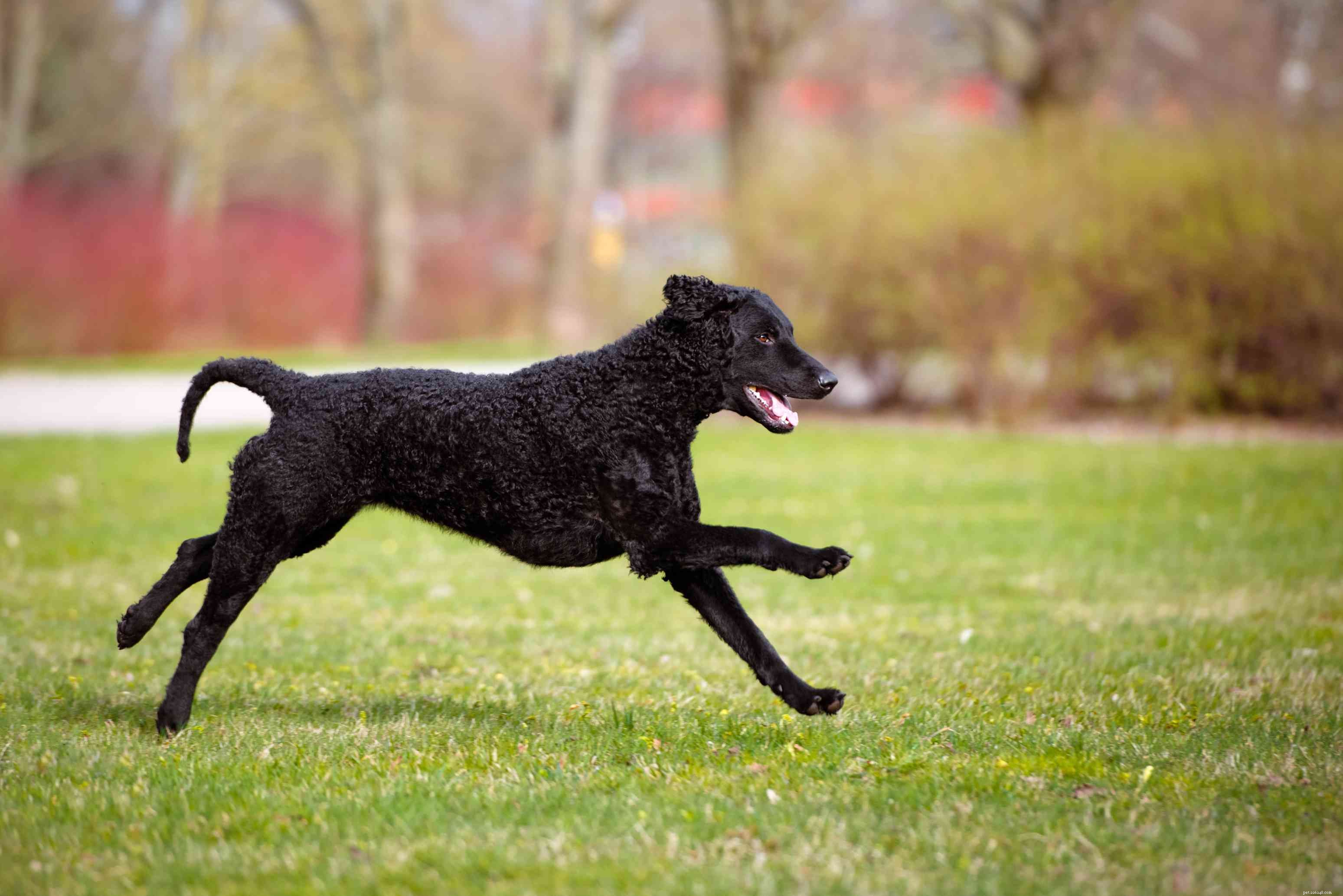 Curly-Coated Retriever: Comprehensive Guide to Breed Traits and Care