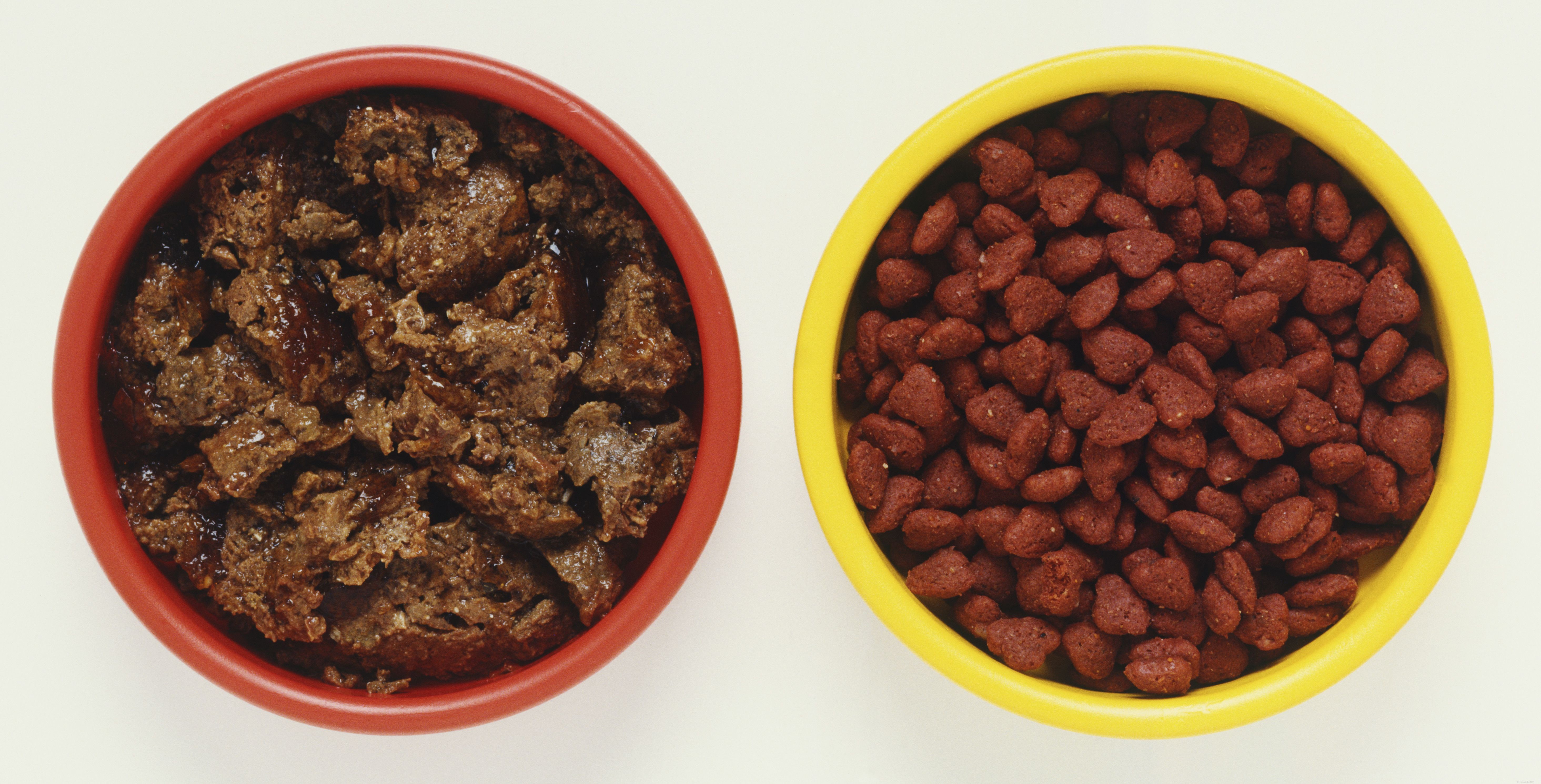 Expert Guide: How to Choose the Best Cat Food for Your Feline Companion