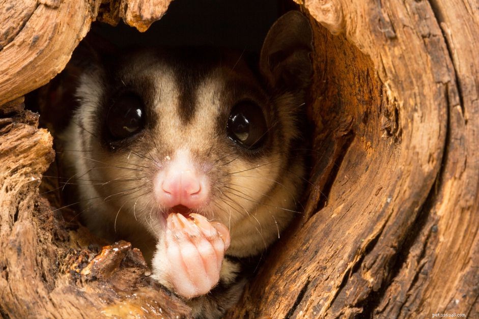 Understanding Sugar Glider Self‑Mutilation: Causes, Signs, and Prevention