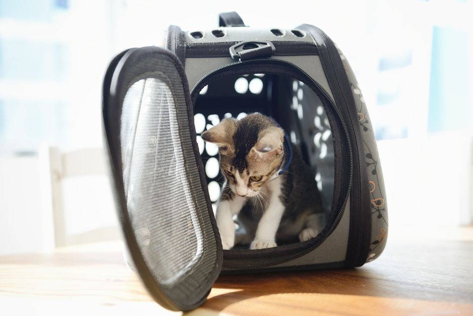 How to Crate Train Your Cat: Step-by-Step Guide for Stress-Free Vet Visits