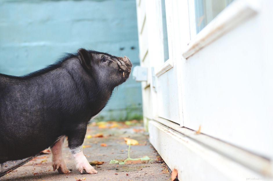 Managing Unexpected Discharge in Male Pot‑Bellied Pigs