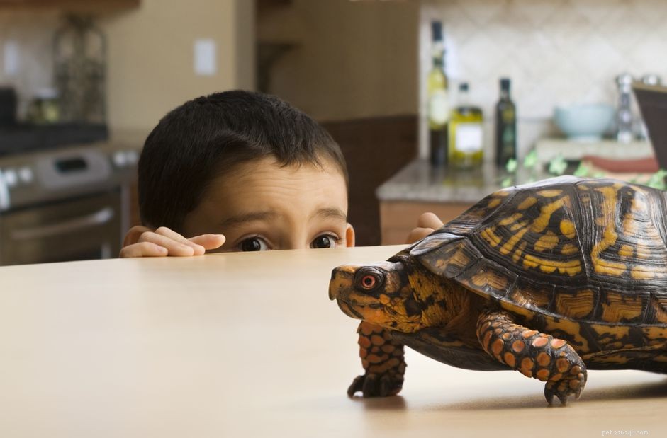 What Is an Exotic Pet? A Clear Guide to Unique Animal Companions