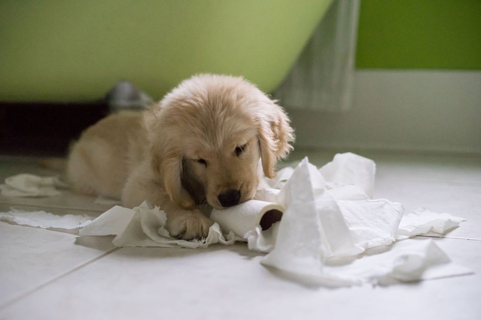 Beat Boredom: Proven Ways to Keep Your Dog Engaged and Happy