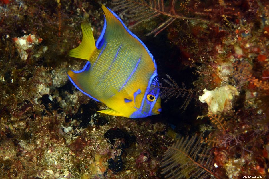 The Ultimate Guide to Selecting the Perfect Saltwater Angelfish for Your Reef Aquarium