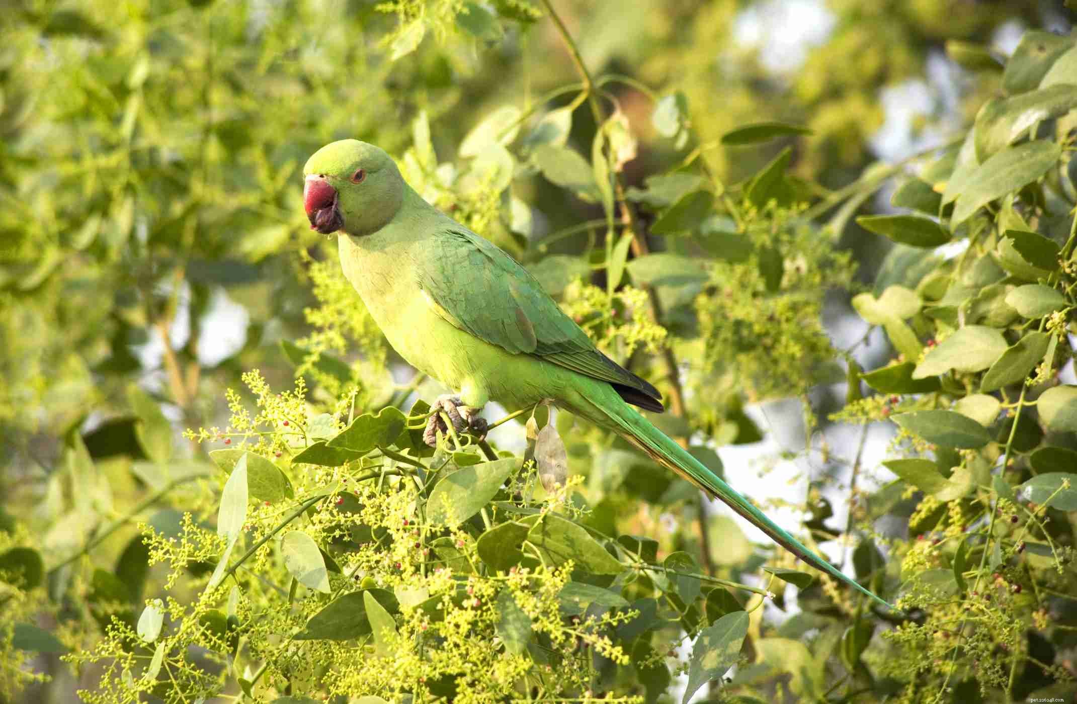 Top 8 Small & Medium Pet Birds That Talk: Find Your Perfect Voice Companion