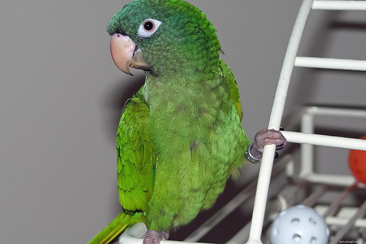 Top 8 Small & Medium Pet Birds That Talk: Find Your Perfect Voice Companion