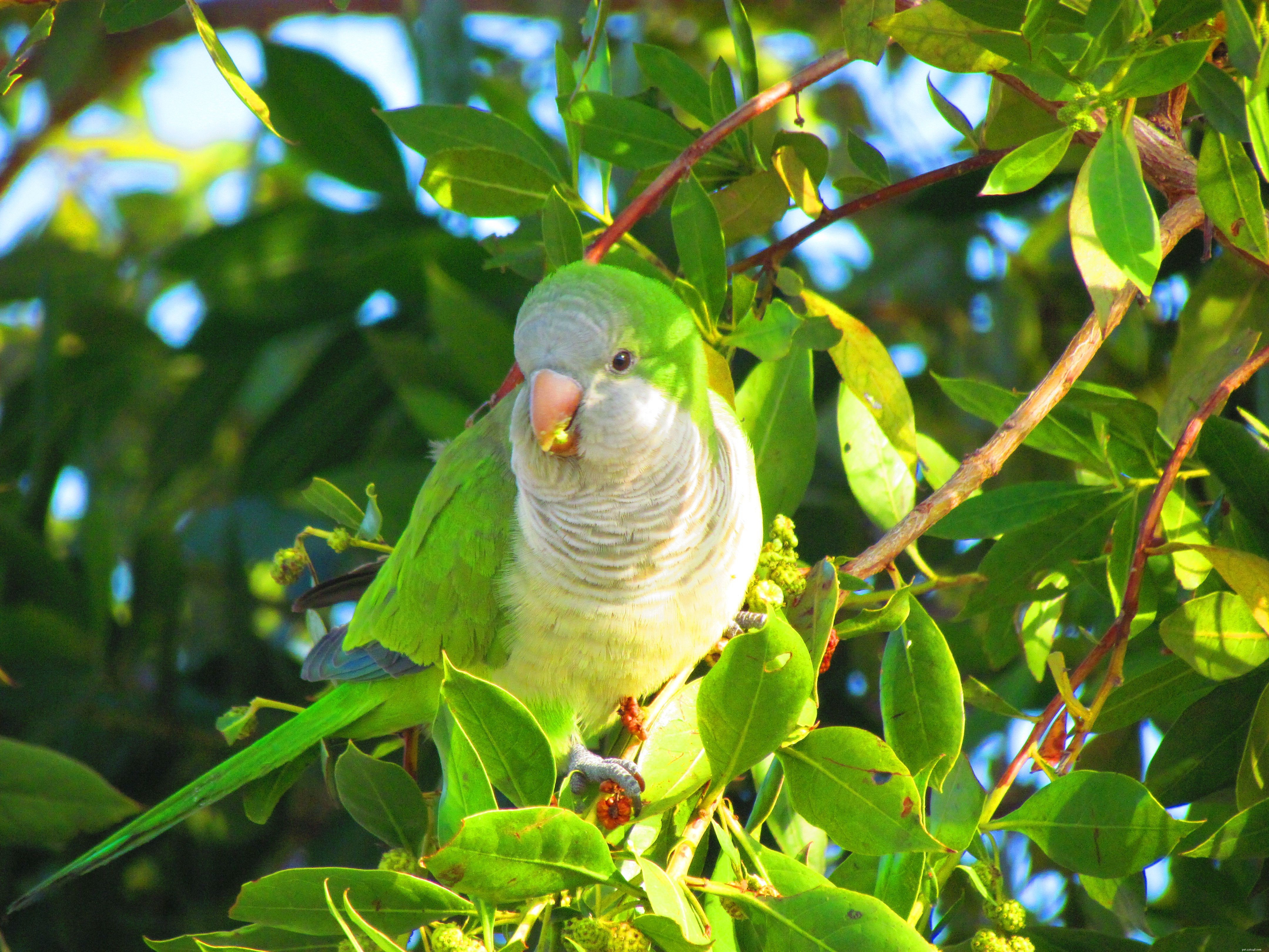 8 Best Medium-Sized Parrots for Your Home