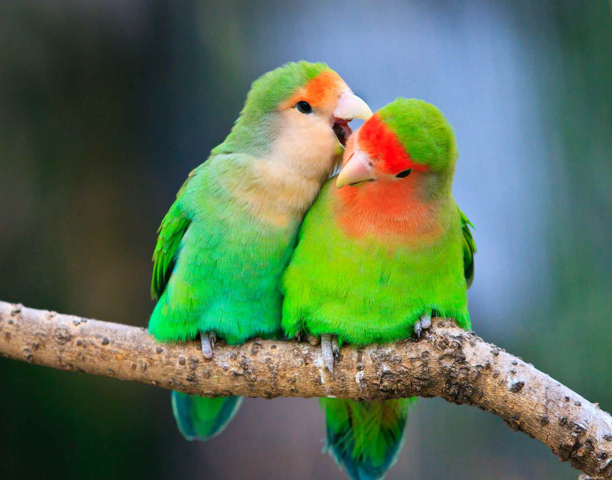 8 Best Green Parrots for Pet Lovers: Smart, Stunning, and Easy to Care For