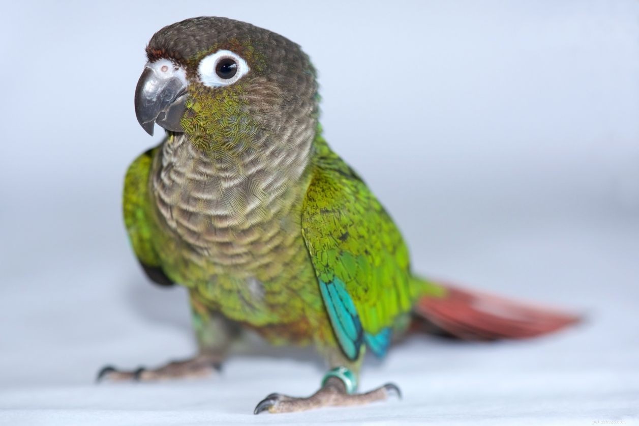 8 Best Green Parrots for Pet Lovers: Smart, Stunning, and Easy to Care For