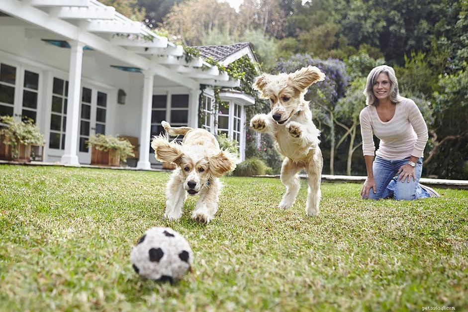 Train Your Dog on a Budget: Expert Tips for Cost‑Effective Success