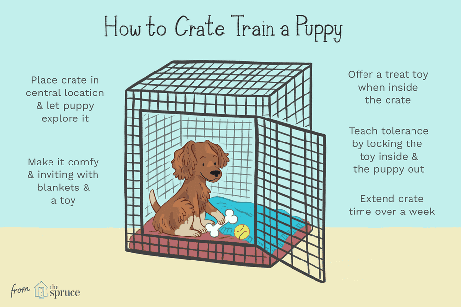 Crate Training Your Puppy: Create a Safe, Happy Home