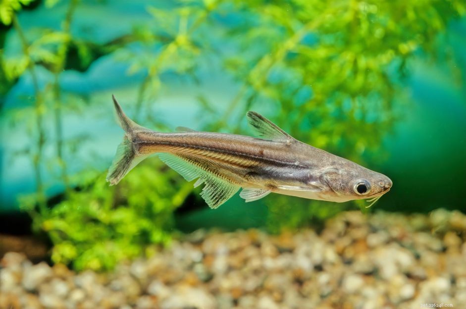 Explore Popular Fish Names Starting with I – A Guide for Aquarium Enthusiasts