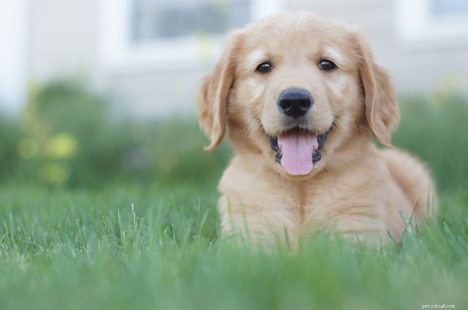 Quick & Easy Guide: Teach Your Puppy to Lie Down