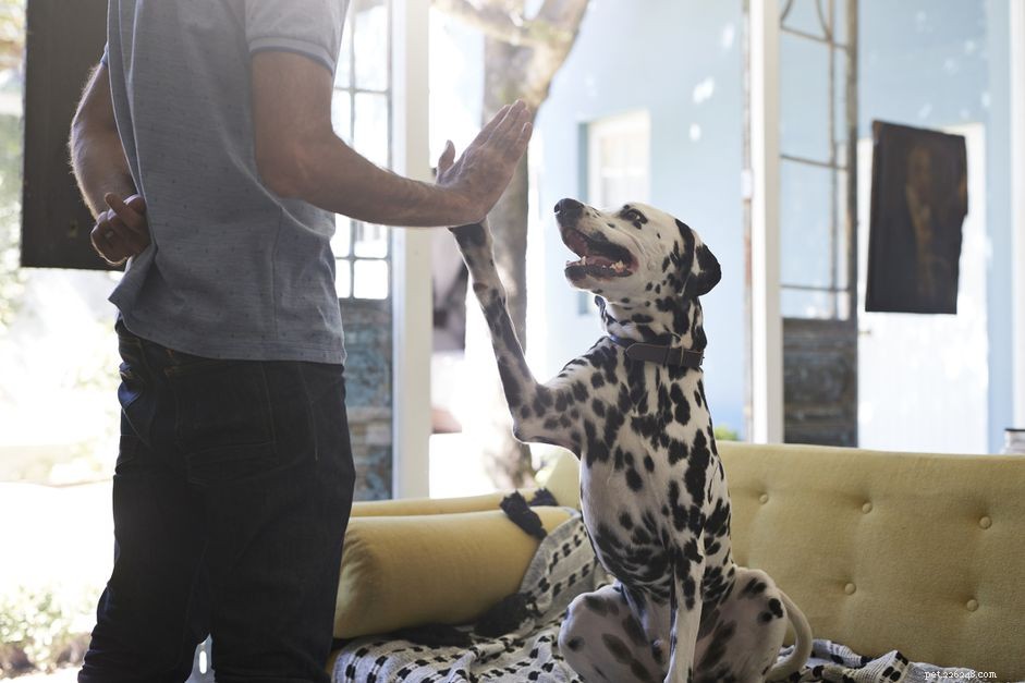Effective Clicker Training for Your New Puppy: Easy, Reward‑Based Success