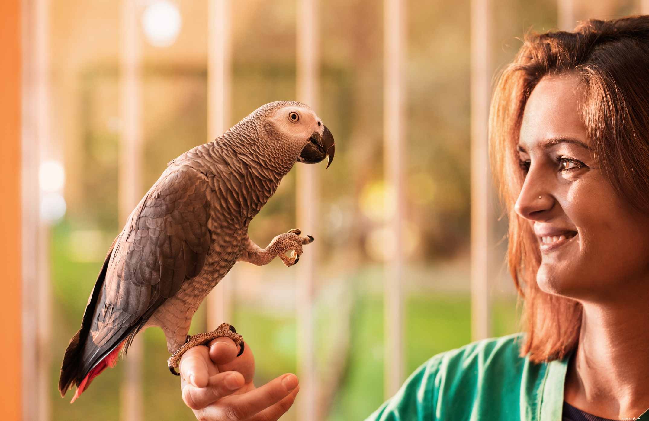 Understanding Loud Screams in Your Pet Bird: Causes & Solutions