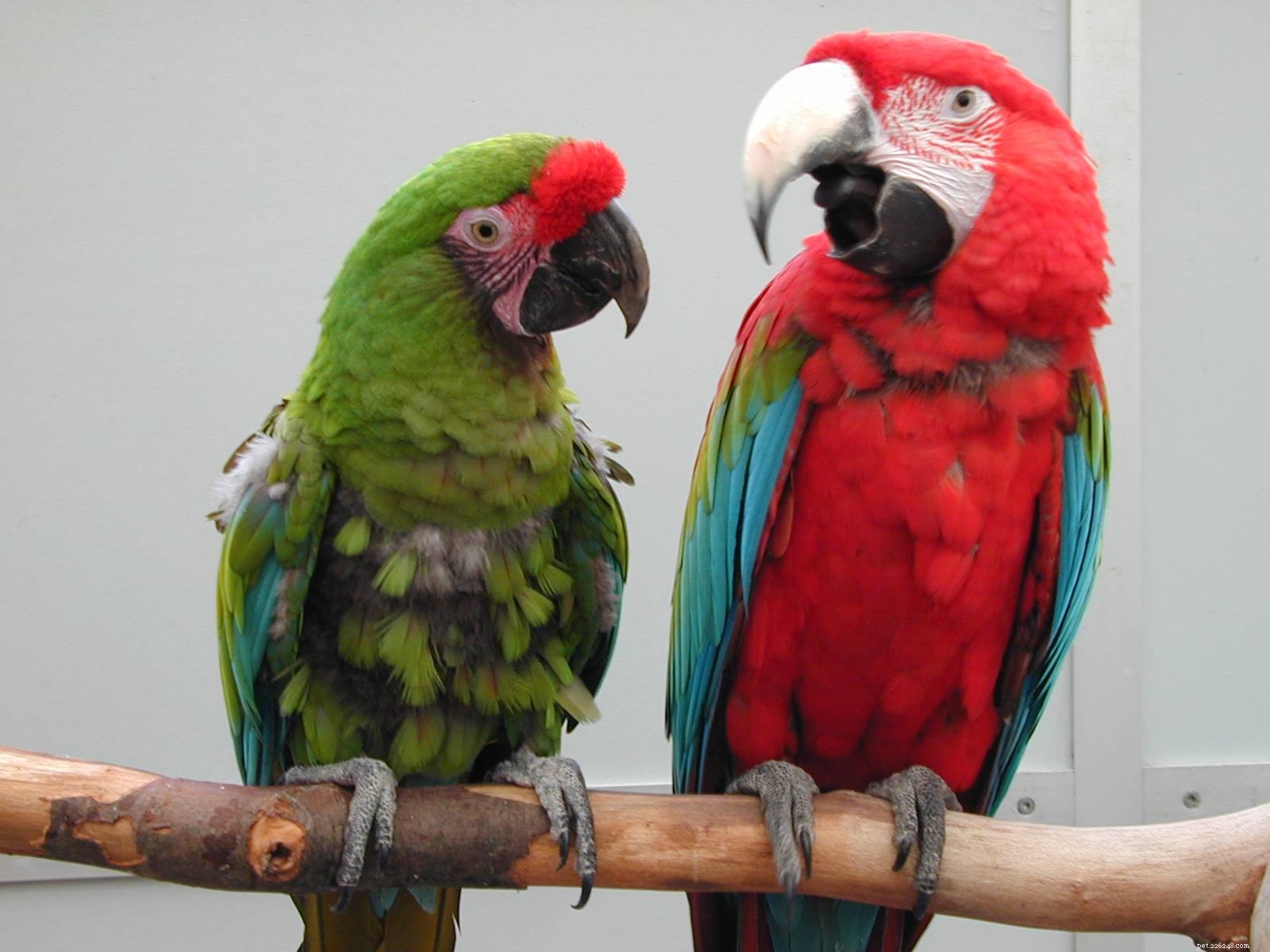 Understanding Loud Screams in Your Pet Bird: Causes & Solutions