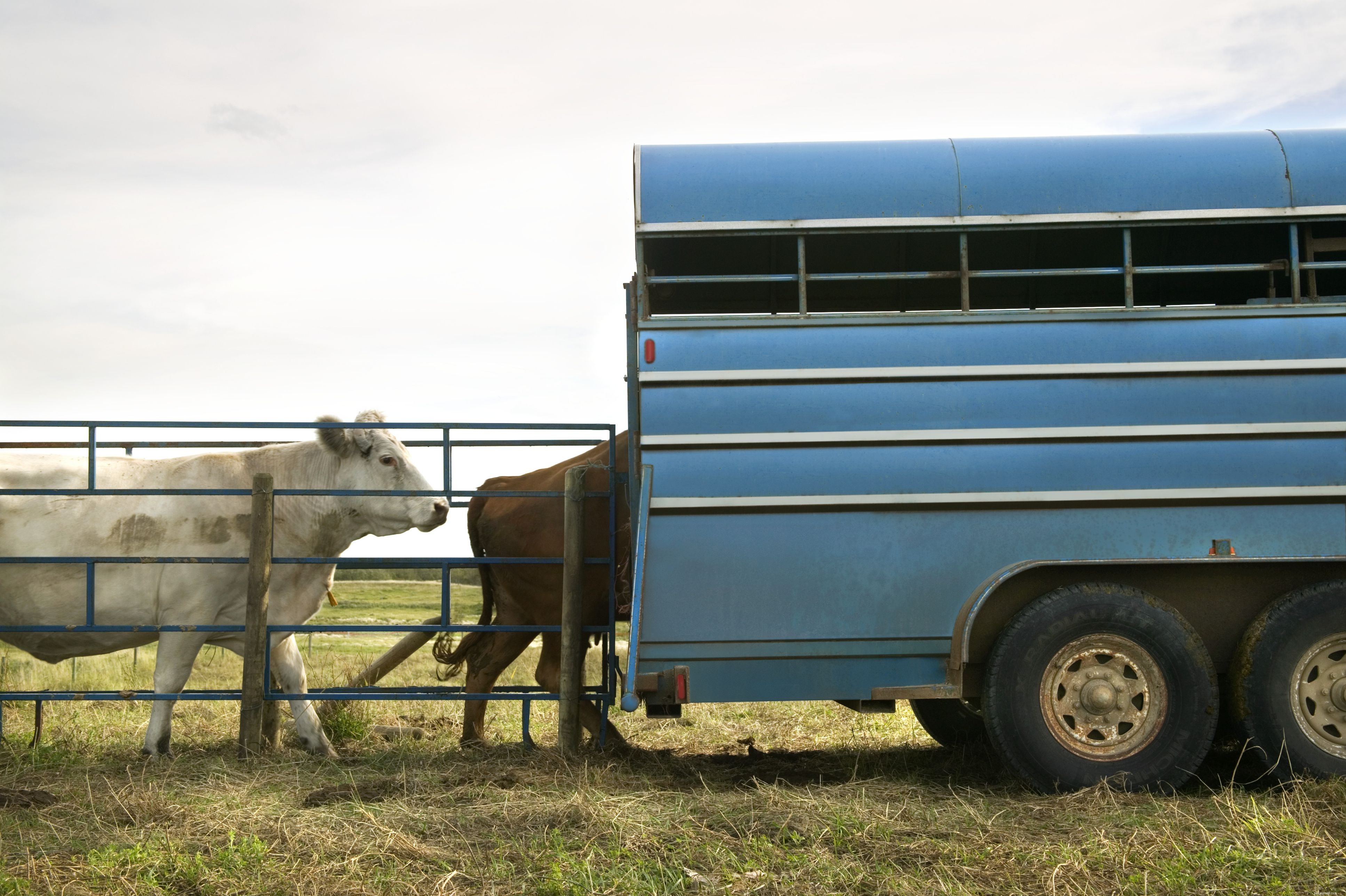 Choosing the Right Horse Trailer: Types, Sizes, and Key Features