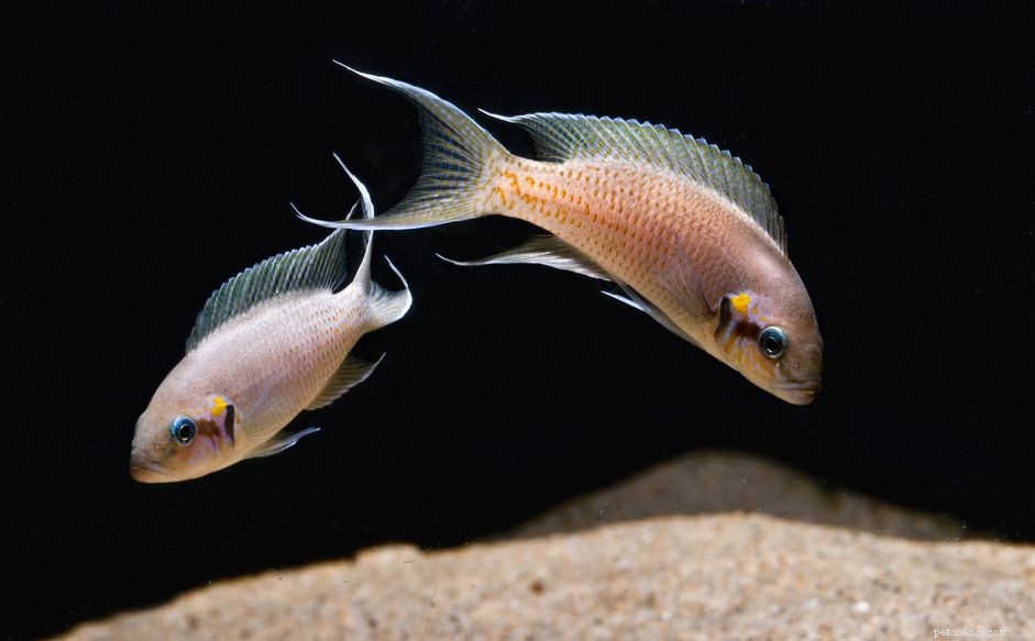 Explore Popular Fish Species Starting with  F 