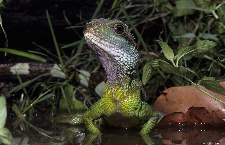 Optimal Lighting & Heating for Your Chinese Water Dragon