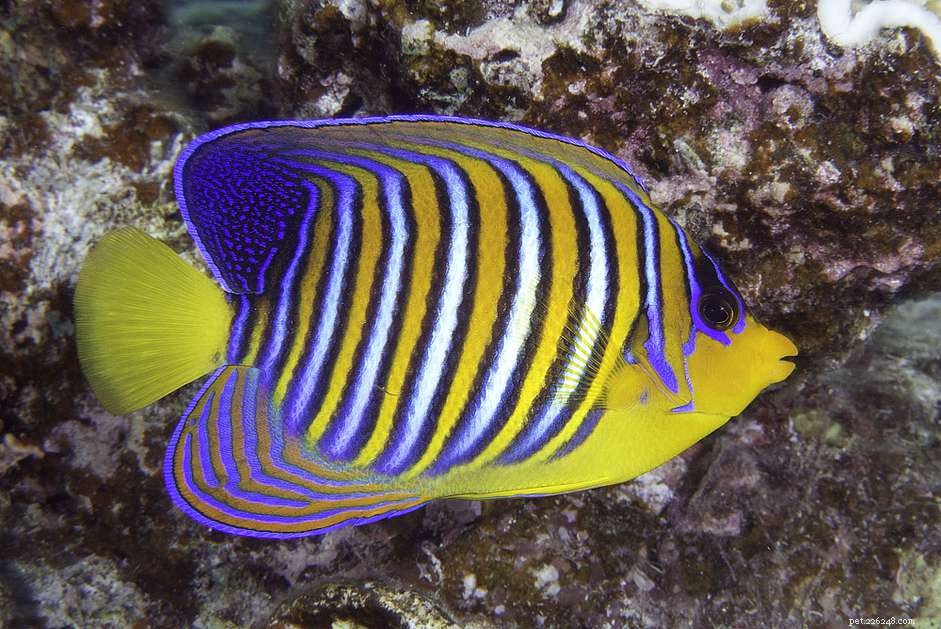 Regal Angelfish: Care Guide for the Stunning Pygoplites diacanthus
