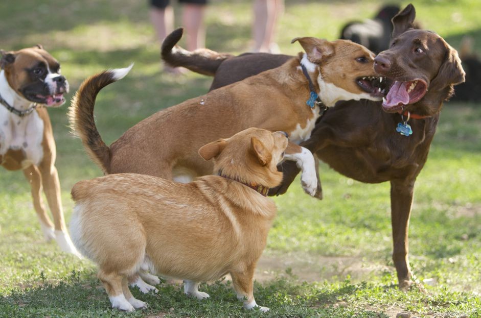 Professional Dog Daycare Services: Expert Care & Safety