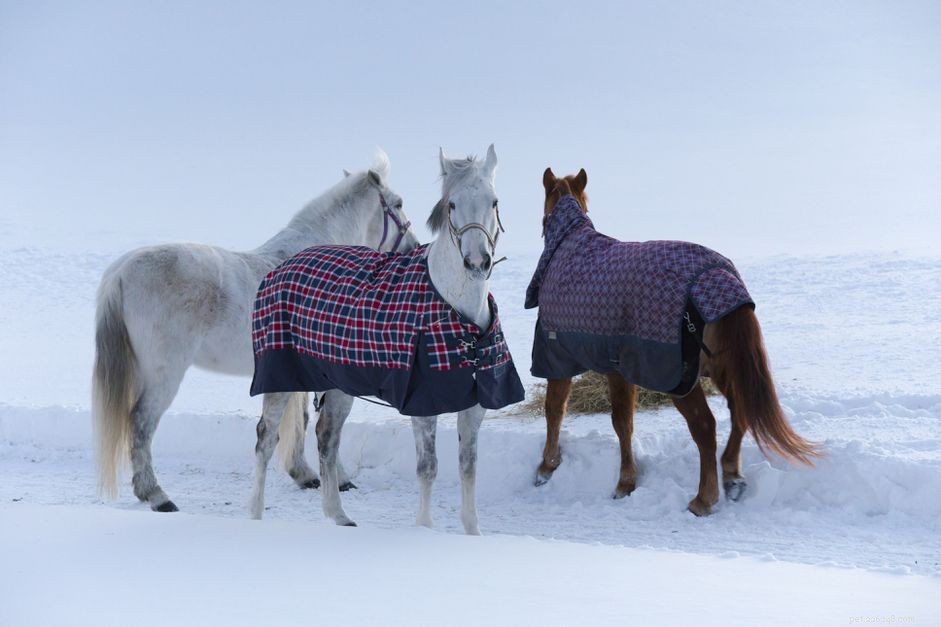 Do Horses Need Blankets in Winter? Expert Advice