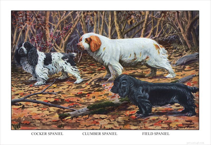 Field Spaniel: Comprehensive Dog Breed Profile