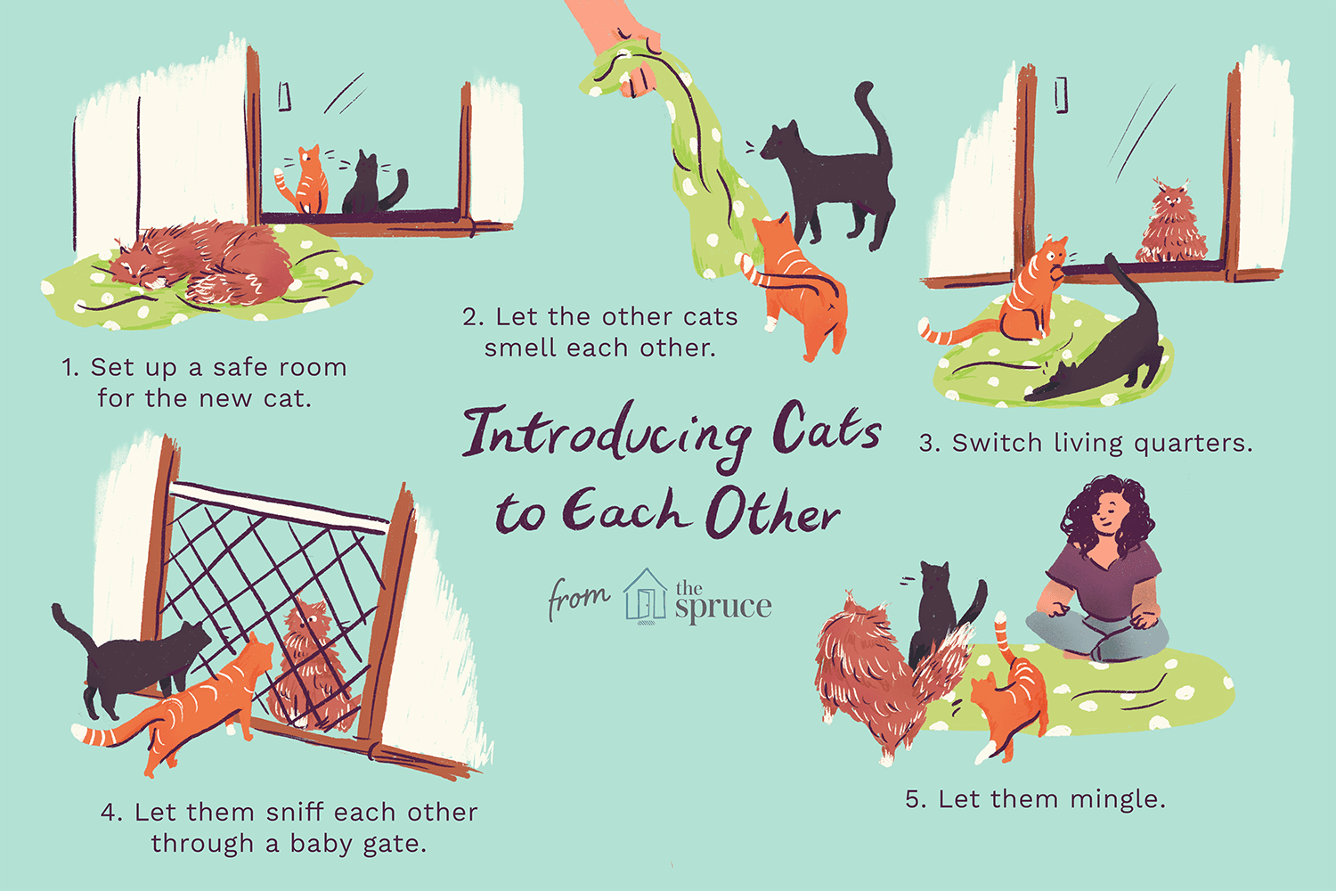 Introducing a New Cat to Your Home: A Proven, Step‑by‑Step Guide