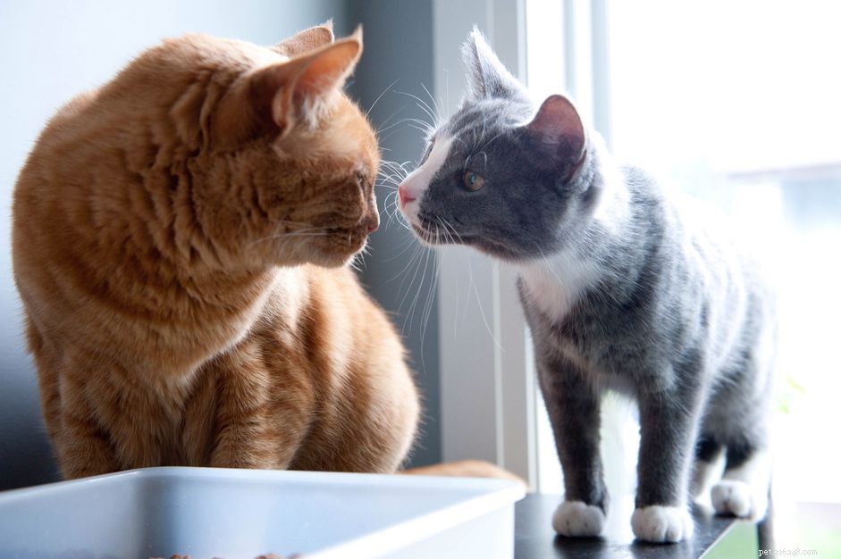 Introducing a New Cat to Your Home: A Proven, Step‑by‑Step Guide