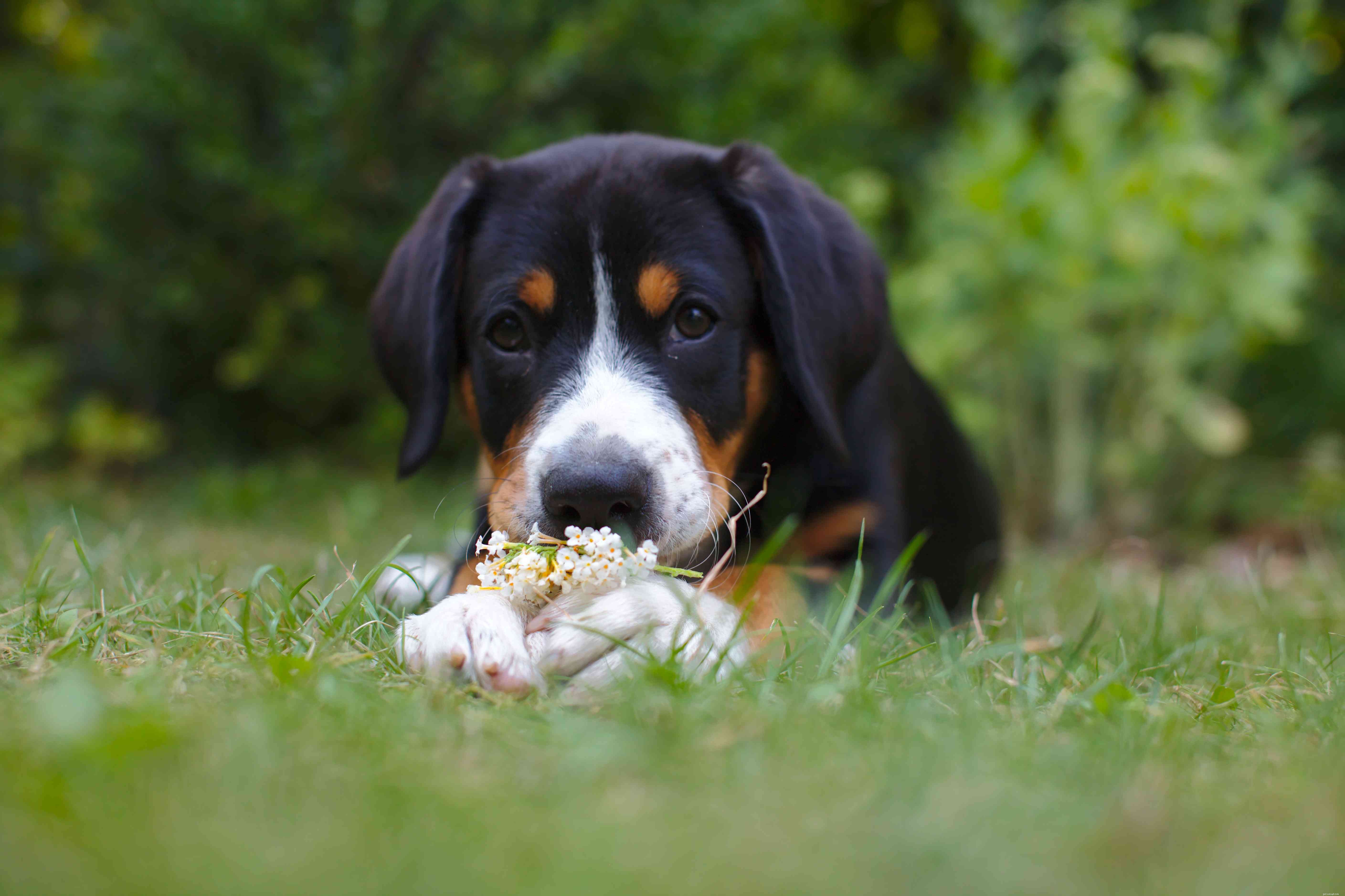 Entlebucher Mountain Dog: Complete Breed Guide & Care Tips