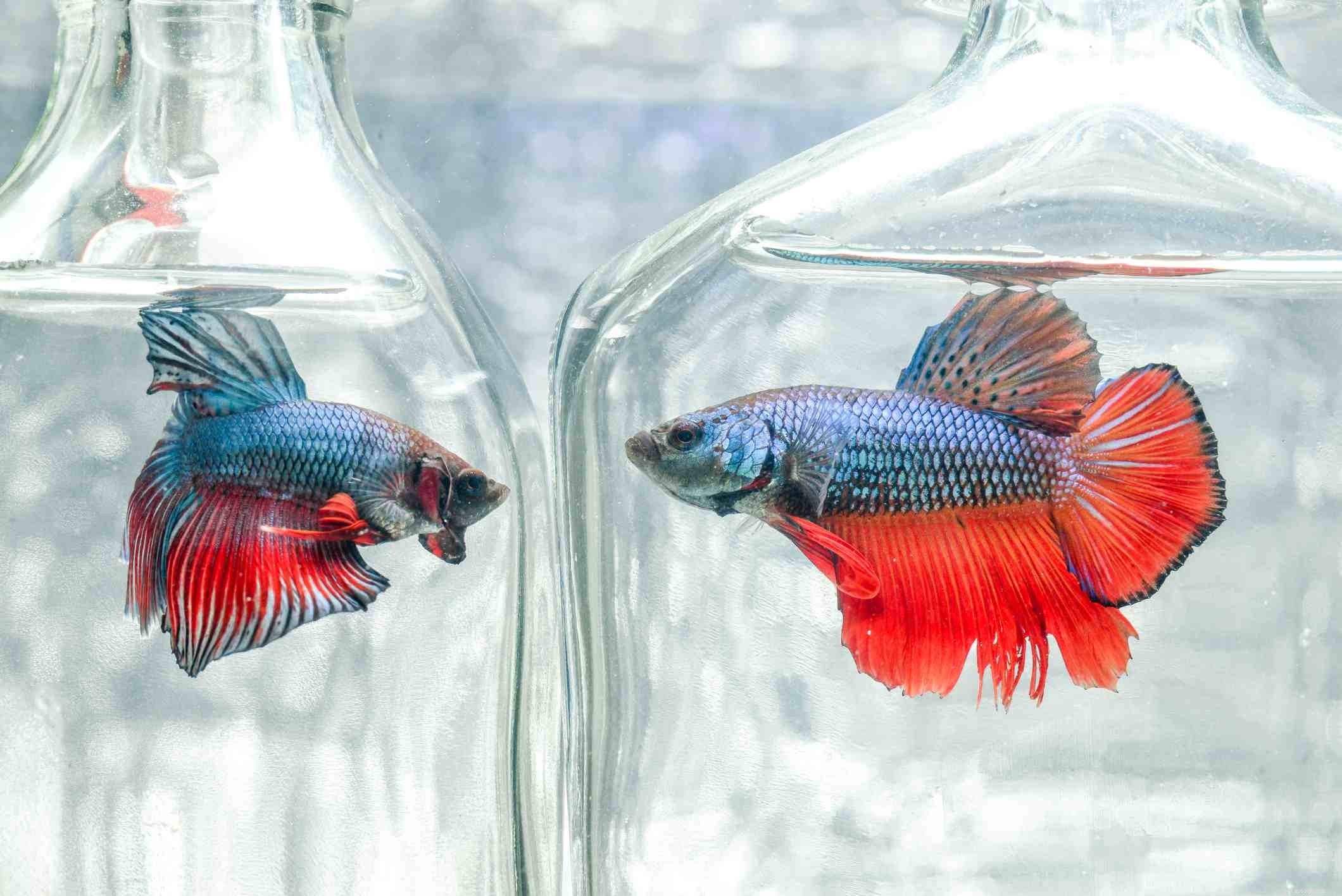 B-Fish Species: Common and Scientific Names Guide