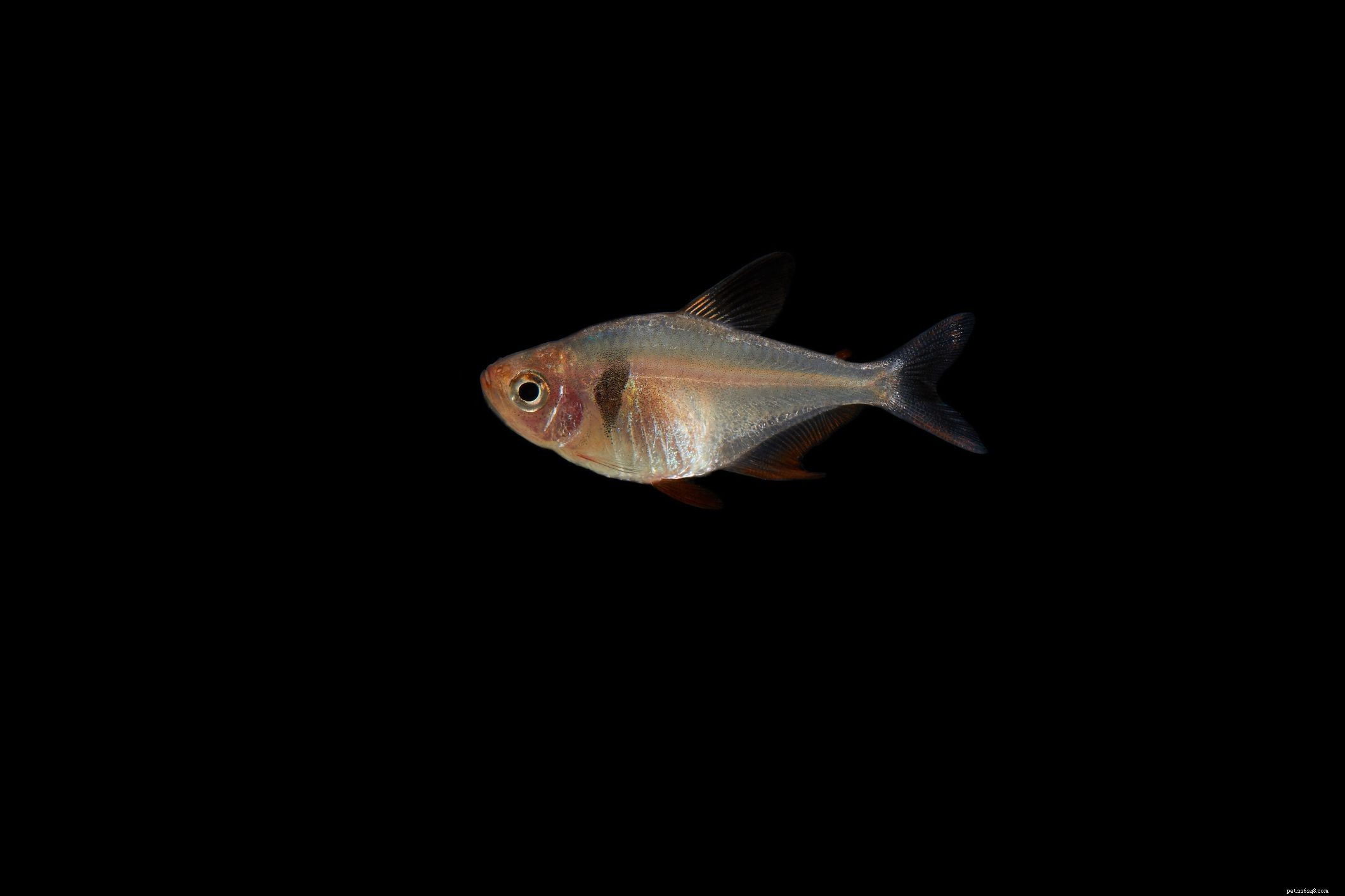 B-Fish Species: Common and Scientific Names Guide