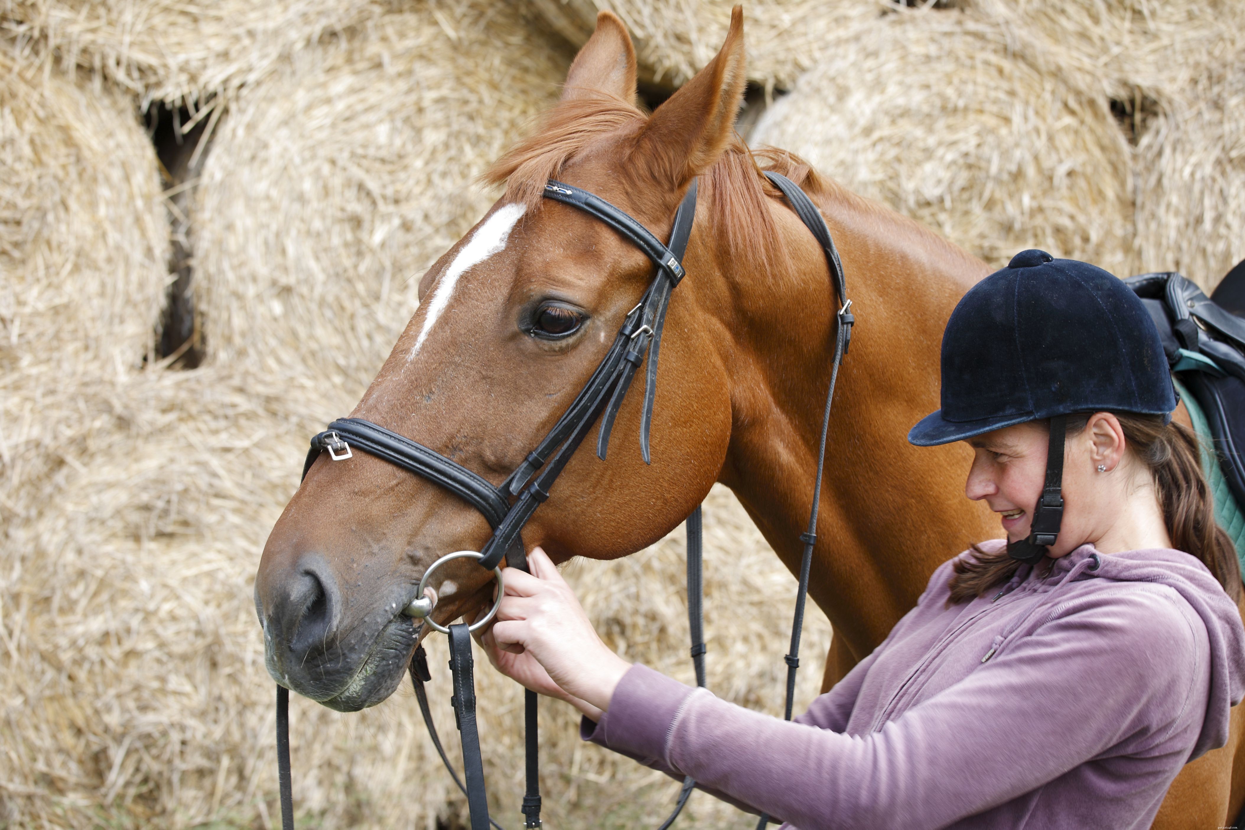 Choosing the Right Bit for Training Young Horses