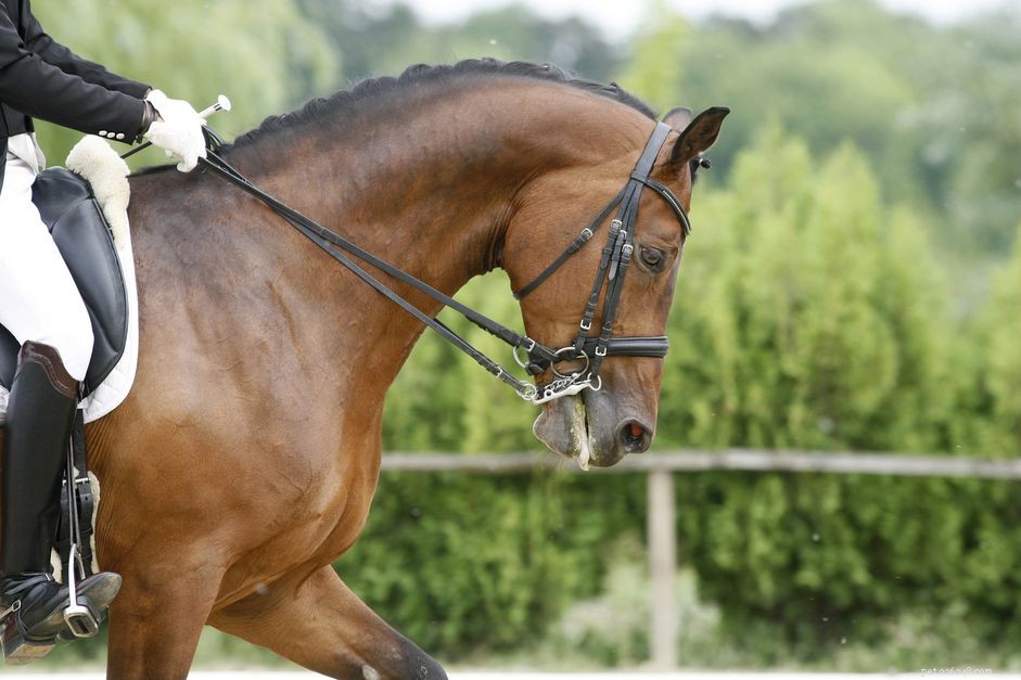 Choosing the Right Bit for Training Young Horses