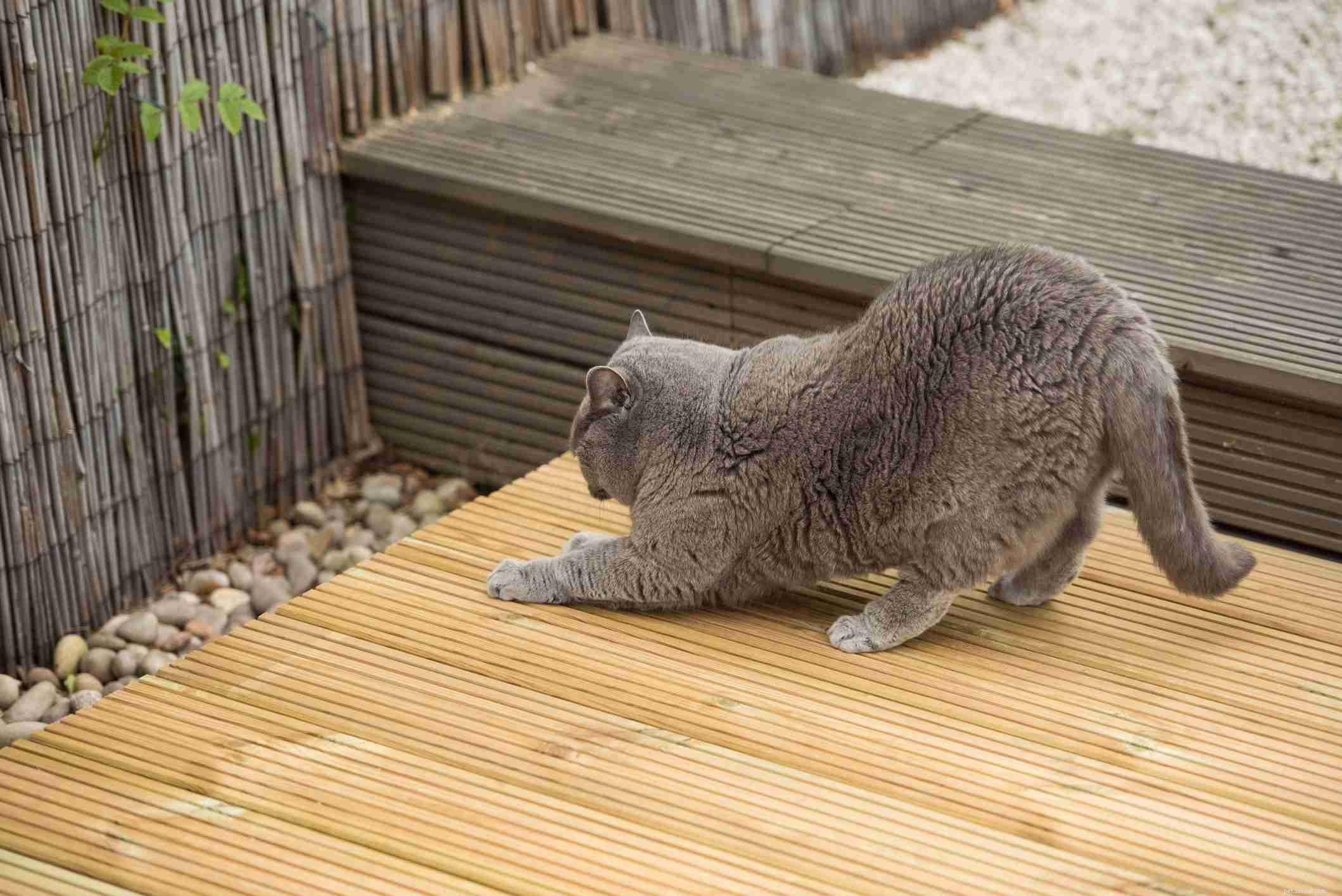 Why Cats Rely on Smell: Understanding Their Scent-Driven World