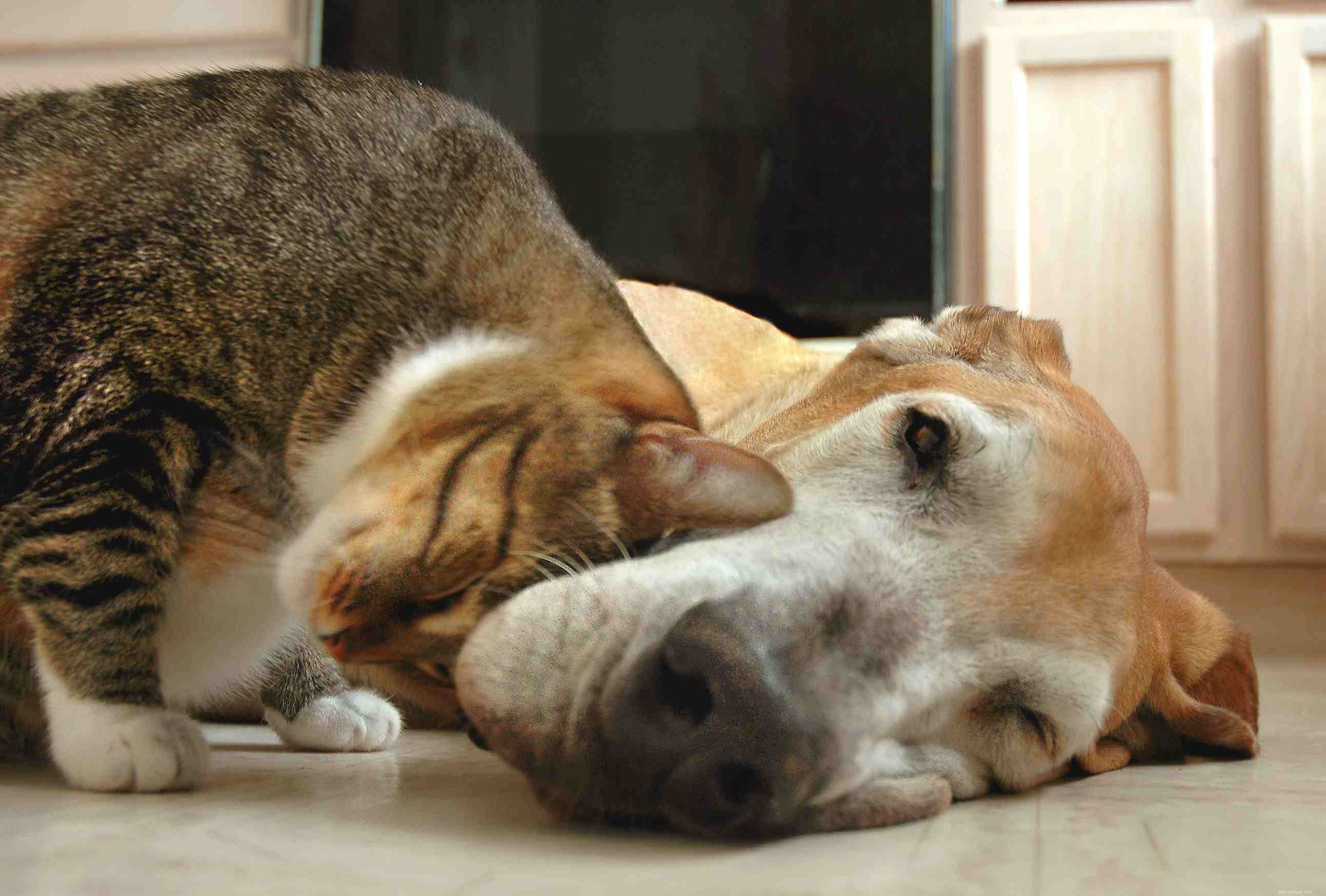 Why Cats Rely on Smell: Understanding Their Scent-Driven World