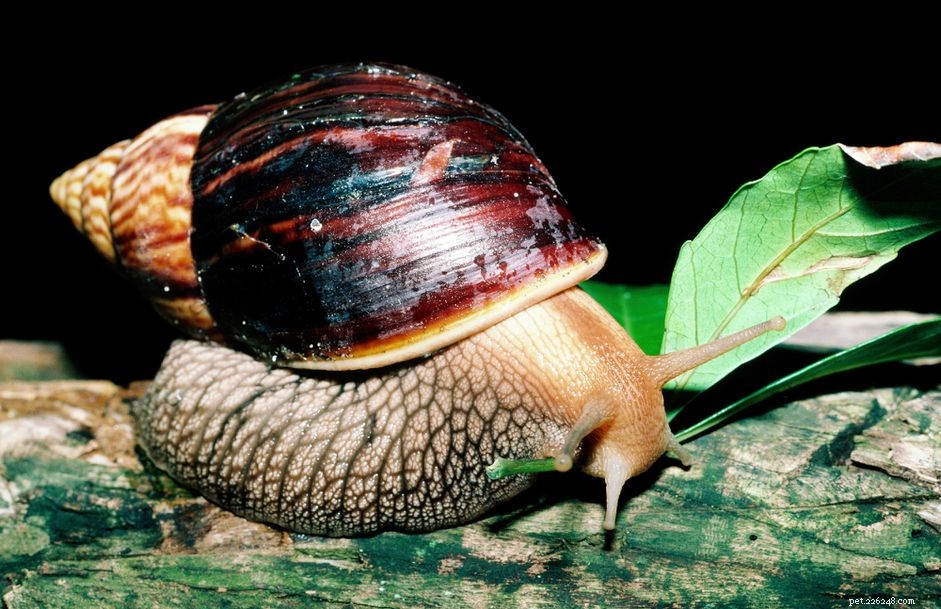 Giant African Land Snails: Facts, Risks, and Pet Ownership Guide