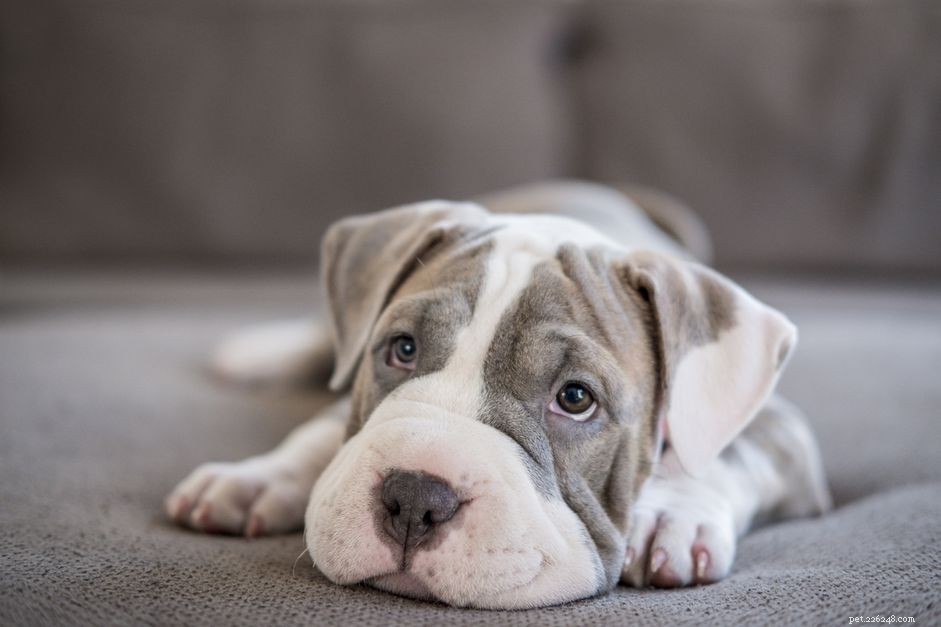 Why Puppies Shed: Understanding the Natural Shedding Process