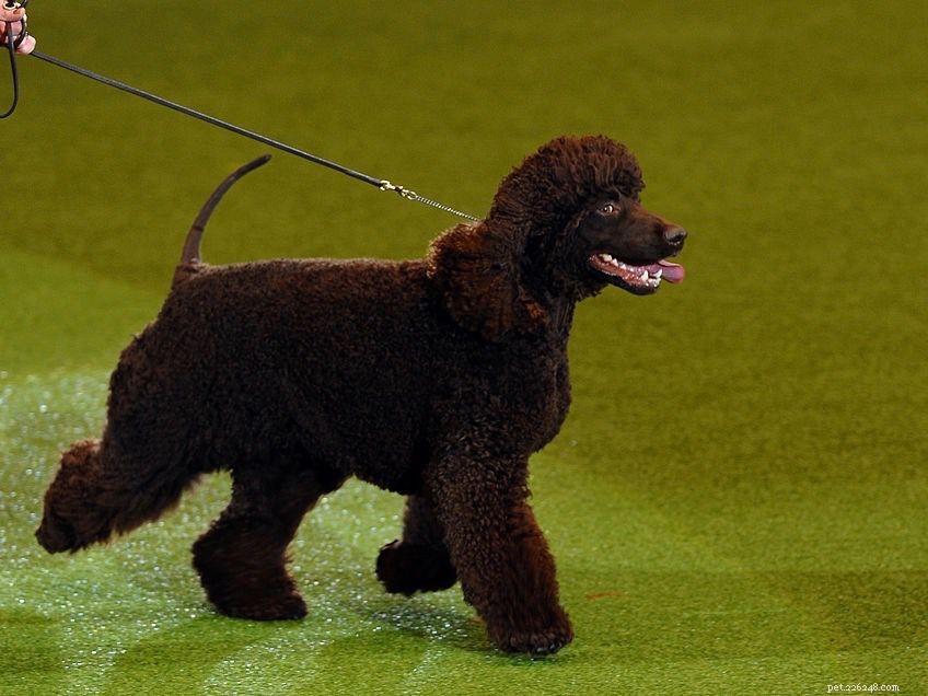 Complete Guide to the Irish Water Spaniel: Traits, Care, and History